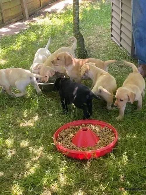 Labrador puppies for sale in Chesterton, Cambridgeshire - Image 5