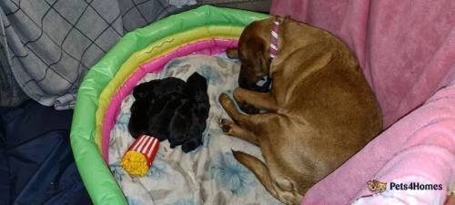 Black Labrador Puppies - KC Registered for sale in Baguley, Greater Manchester - Image 5