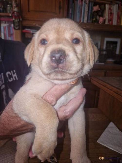 Litter of yellow & black labradors for sale in Trimley St Mary, Suffolk - Image 2