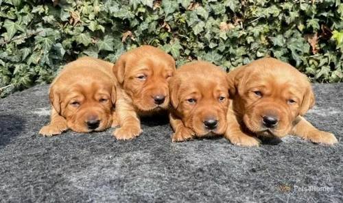 Fox red pups health tested parents for sale in Thorpe Hesley, South Yorkshire - Image 2