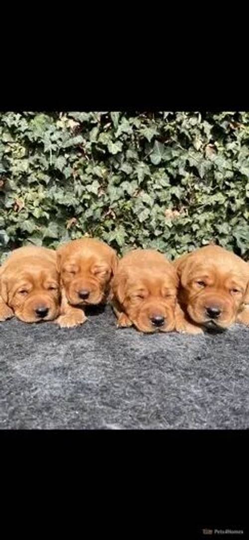 Fox red pups health tested parents for sale in Thorpe Hesley, South Yorkshire - Image 3