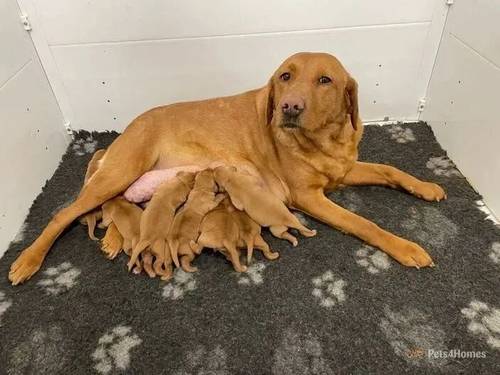 Fox red pups health tested parents for sale in Thorpe Hesley, South Yorkshire - Image 4