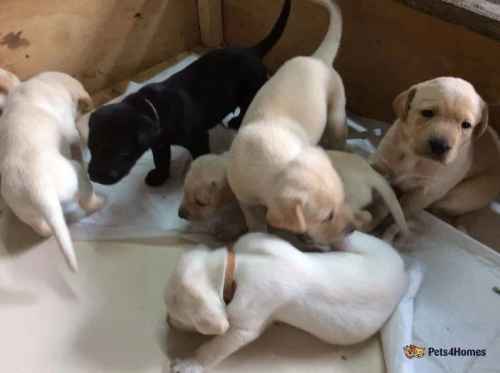 Labrador Pups for sale in Trentham, Staffordshire - Image 1