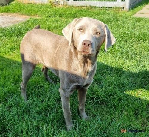 Beautiful Silver Labrador for sale in Port Riddell, Dunoon - Image 2