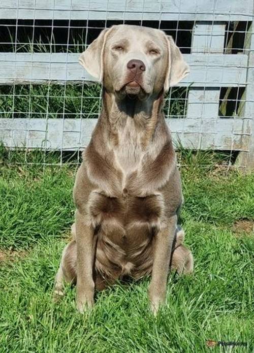 Beautiful Silver Labrador for sale in Port Riddell, Dunoon - Image 3