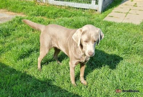 Beautiful Silver Labrador for sale in Port Riddell, Dunoon - Image 4