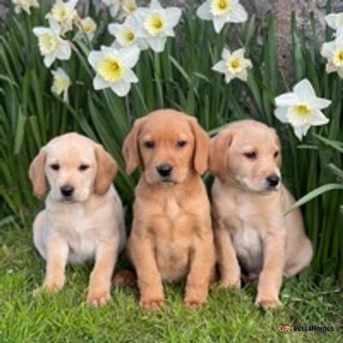 fox red and yellow Labrador puppies for sale in Babell, Holywell - Image 1