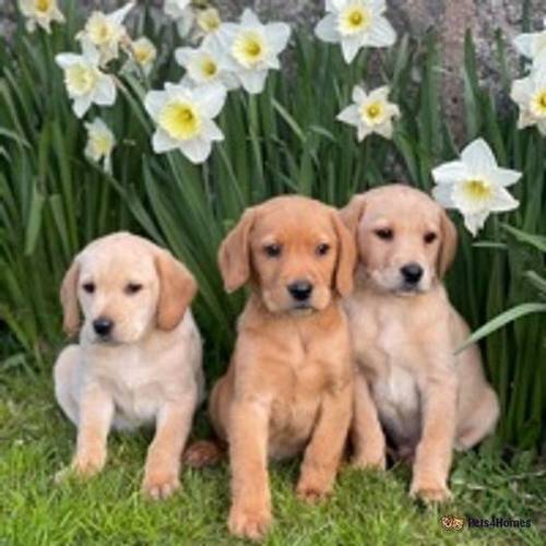 fox red and yellow Labrador puppies for sale in Babell, Holywell - Image 3