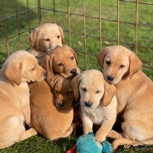 fox red and yellow Labrador puppies for sale in Babell, Holywell - Image 4