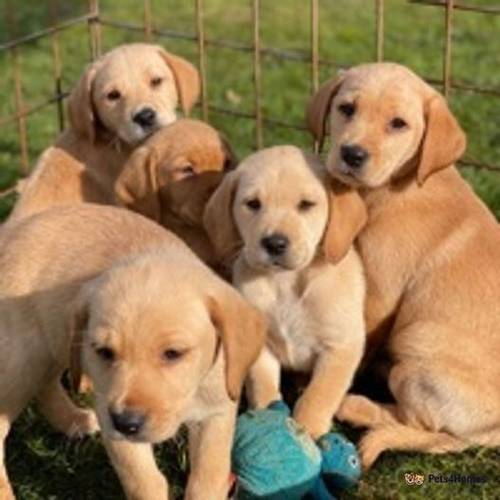 fox red and yellow Labrador puppies for sale in Babell, Holywell - Image 5