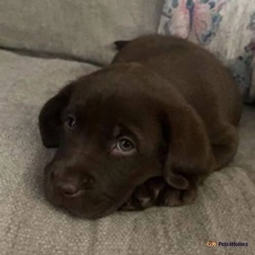 pedigree Labrador puppies for sale in Bethania, Llanon - Image 1