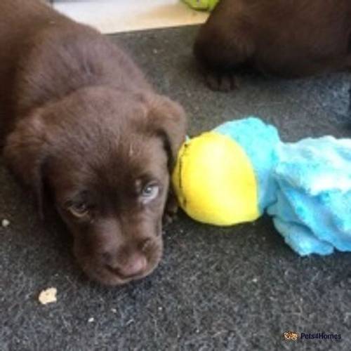 pedigree Labrador puppies for sale in Bethania, Llanon - Image 4