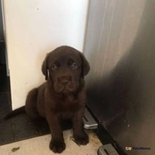 pedigree Labrador puppies for sale in Bethania, Llanon - Image 5