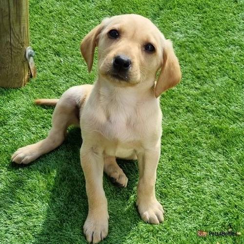 Golden Labrador Puppy (12weeks old) ready to leave for sale in Weldon, Corby - Image 1