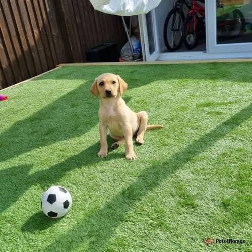 Golden Labrador Puppy (12weeks old) ready to leave for sale in Weldon, Corby - Image 5