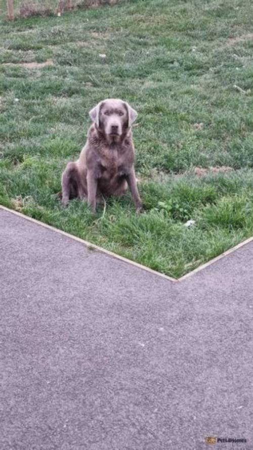 Silver Labrador for sale in Minster on Sea, Sheerness - Image 1