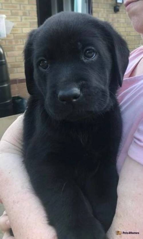 Labrador Puppies for sale in Newcastle upon Tyne, Tyne and Wear - Image 3