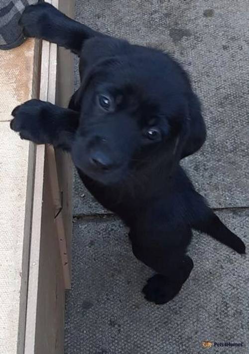 Labrador Puppies for sale in Newcastle upon Tyne, Tyne and Wear - Image 4