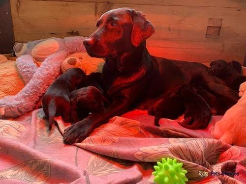 Pedigree Labrador pups ready now! for sale in Dursley, Gloucestershire - Image 1