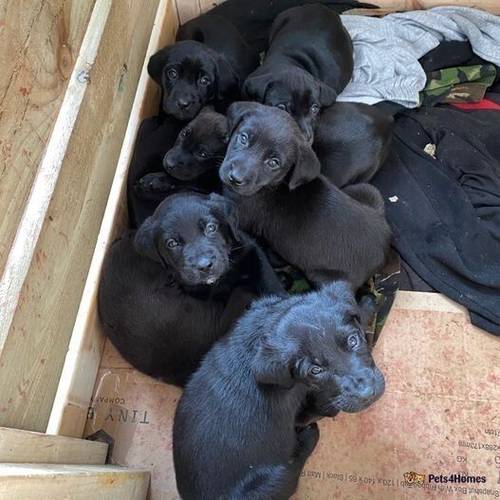 Gorgeous Labrador Mix Pups with Champion Bloodline for sale in Little Ponton, Grantham - Image 1