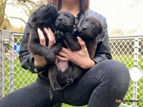 Gorgeous Labrador Mix Pups with Champion Bloodline for sale in Little Ponton, Grantham - Image 3