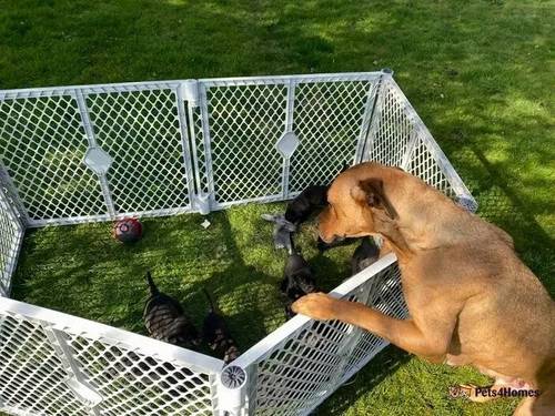 Gorgeous Labrador Mix Pups with Champion Bloodline for sale in Little Ponton, Grantham - Image 5