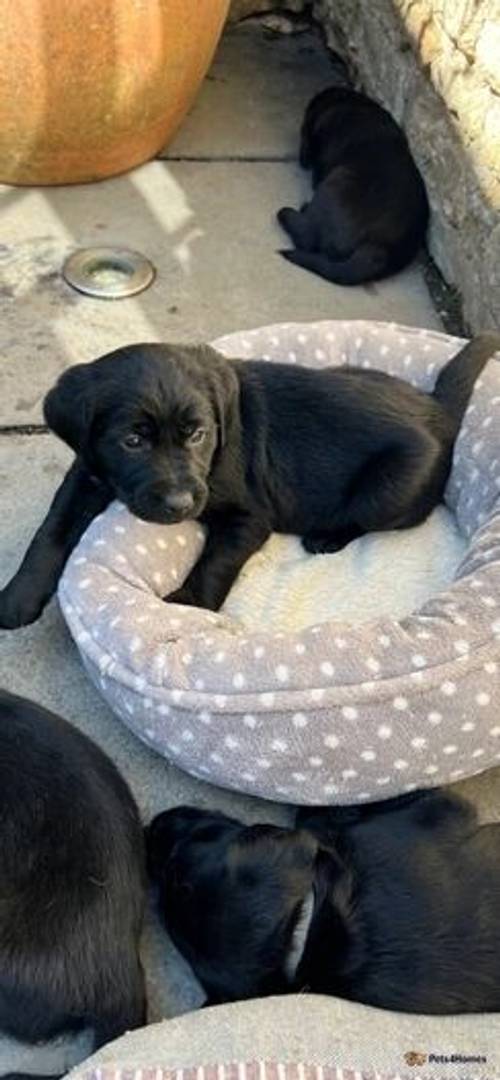 Black Labrador Puppies For Sale in Bathwick, Somerset - Image 1