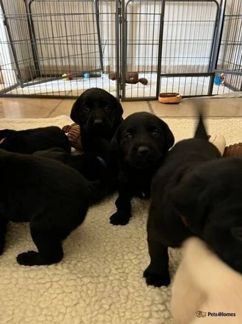 Black Labrador Puppies For Sale in Bathwick, Somerset - Image 3