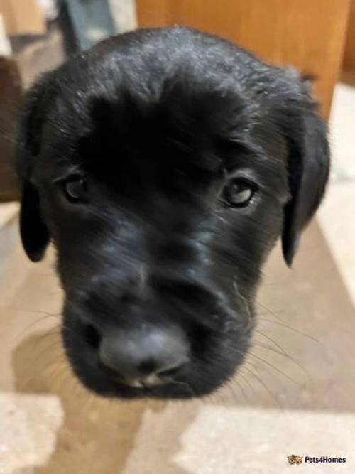 Black Labrador Puppies For Sale in Bathwick, Somerset - Image 5