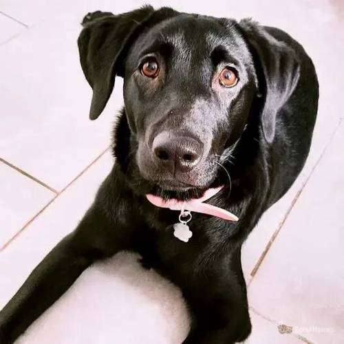 Bonnie Labrador Retriever for sale in Brownhills, Walsall - Image 1