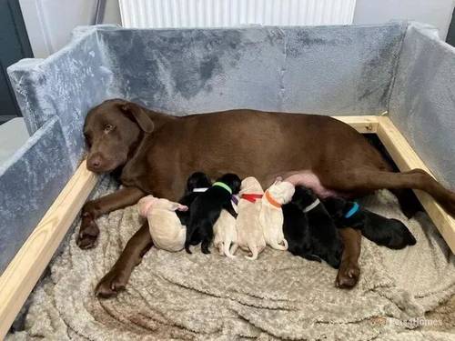 Bonnie Labrador Retriever for sale in Brownhills, Walsall - Image 4