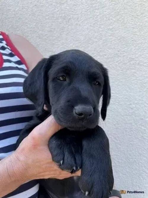 Labrador puppies 5 left all girls for sale in Wickham Street, Newmarket - Image 1