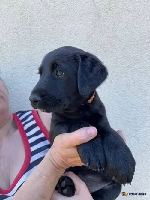 Labrador puppies 5 left all girls for sale in Wickham Street, Newmarket - Image 3