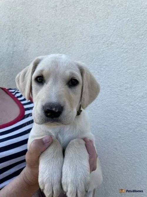 Labrador puppies 5 left all girls for sale in Wickham Street, Newmarket - Image 4