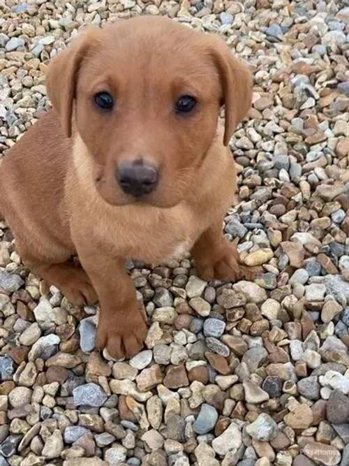 Pedigree Fox Red Labs, mum has 0/0 hip and elbows for sale in Platt Lane, Whitchurch - Image 3