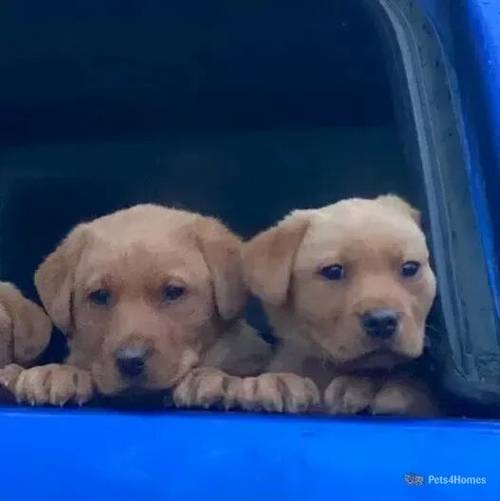 Pedigree Fox Red Labs, mum has 0/0 hip and elbows for sale in Platt Lane, Whitchurch - Image 4