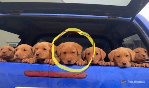 Pedigree Fox Red Labs, mum has 0/0 hip and elbows for sale in Platt Lane, Whitchurch - Image 5