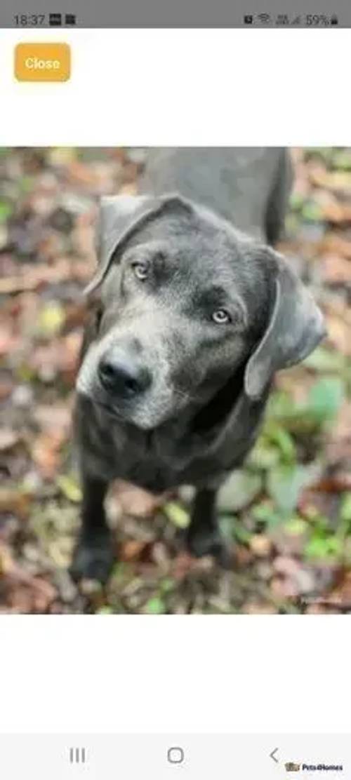 6 stunning Labrador puppies for sale in Irons Cross, Evesham - Image 2