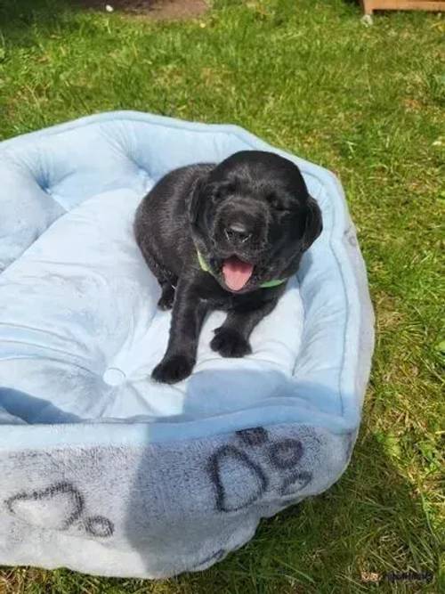 6 stunning Labrador puppies for sale in Irons Cross, Evesham - Image 3