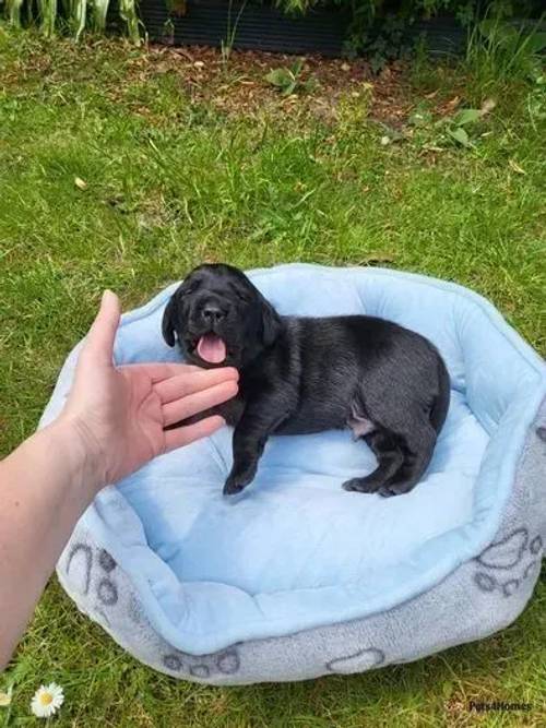 6 stunning Labrador puppies for sale in Irons Cross, Evesham - Image 4