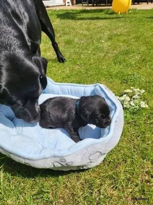 6 stunning Labrador puppies for sale in Irons Cross, Evesham - Image 5