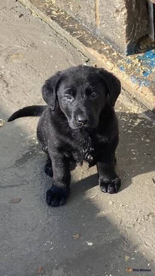 Labrador cross German Shepard puppies all black for sale in Outwell, Wisbech - Image 1