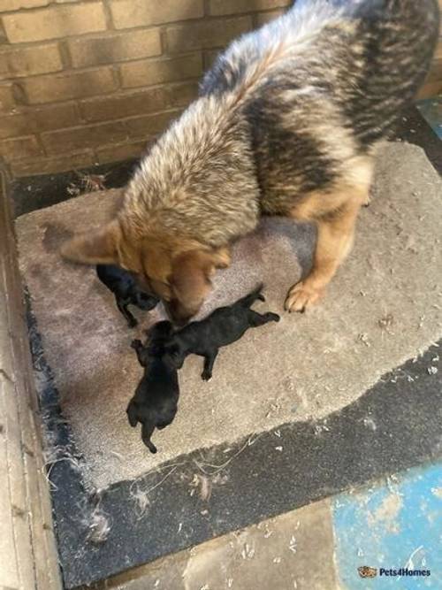 Labrador cross German Shepard puppies all black for sale in Outwell, Wisbech - Image 3