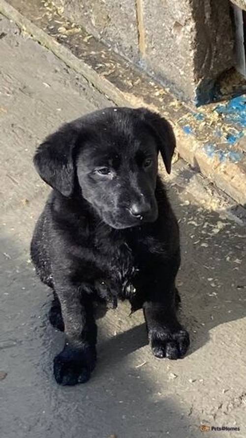 Labrador cross German Shepard puppies all black for sale in Outwell, Wisbech - Image 4