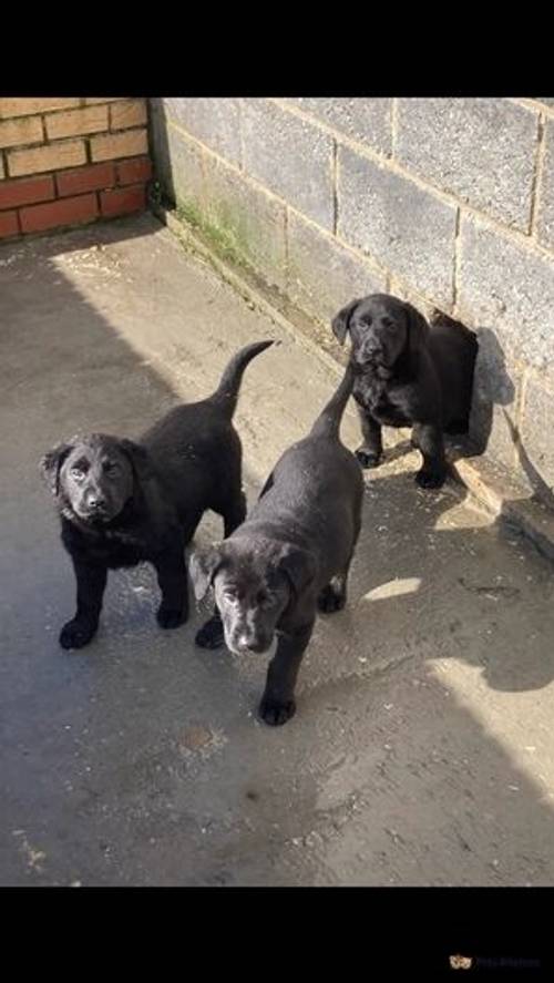 Labrador cross German Shepard puppies all black for sale in Outwell, Wisbech - Image 5