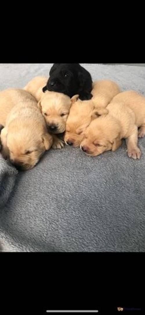 Labrador Puppies for sale in Annesley, Nottinghamshire - Image 3