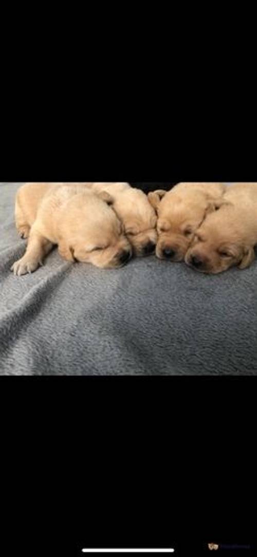 Labrador Puppies for sale in Annesley, Nottinghamshire - Image 5