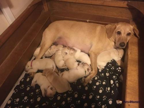 Beautiful Labrador Puppies for sale in Ponsanooth, Truro - Image 1