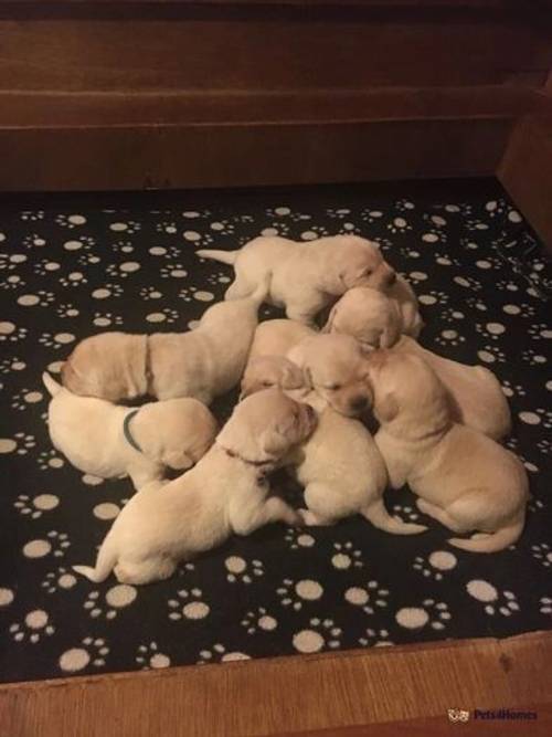 Beautiful Labrador Puppies for sale in Ponsanooth, Truro - Image 2