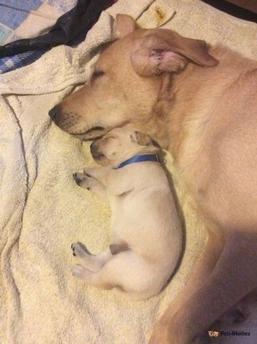 Beautiful Labrador Puppies for sale in Ponsanooth, Truro - Image 3